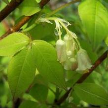 Staphylea holocarpa 'Rosea'