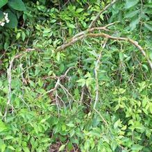 Ulmus pumila 'Dwarf Weeper' Ulmus pumila 'Dwarf Weeper'