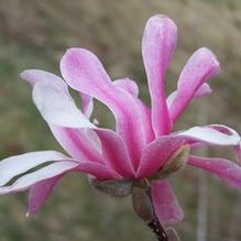 Magnolia x loebneri 'Leonard Messel'