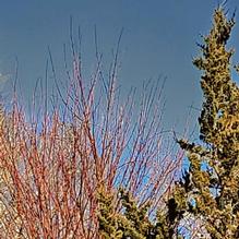 Acer pectinatum subsp. forrestii Acer pectinatum subsp. forrestii