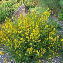 Genista multibracteata Genista multibracteata