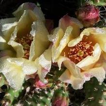 Opuntia fragilis 'Claude Arno' Opuntia fragilis 'Claude Arno'