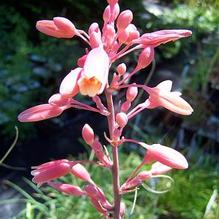 Hesperaloe parviflora Hesperaloe parviflora