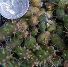 Opuntia fragilis (ex: Lake of the Woods, Canada) Opuntia fragilis (ex: Lake of the Woods, Canada)