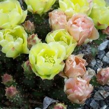 Opuntia fragilis 'Bronze Beauty' Opuntia fragilis 'Bronze Beauty'