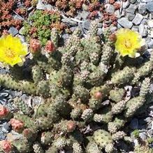 Opuntia fragilis 'Little Grey Mound' Opuntia fragilis 'Little Grey Mound'