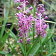 Barnardia numicida Barnardia numicida