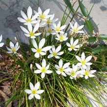 Zephyranthes candida Zephyranthes candida