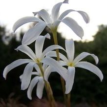 Zephyranthes sp. 'Itsy Bitsy' Zephyranthes sp. 'Itsy Bitsy'