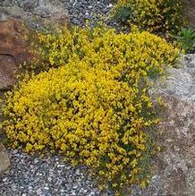 Genista lydia Genista lydia