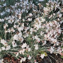 Dianthus turkestanicus