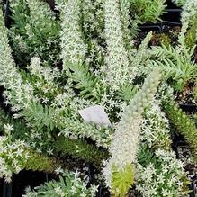 Orostachys x 'Crazy Eddie' Orostachys x 'Crazy Eddie'