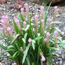 Barnardia japonica Barnardia japonica