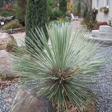 Yucca glauca Yucca glauca