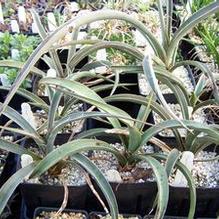 Yucca baccata