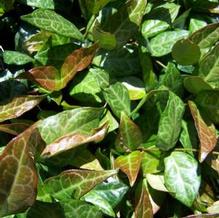 Trachelospermum jasminoides 'Wilsonii' Trachelospermum jasminoides 'Wilsonii'