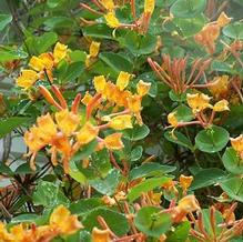 Lonicera x 'Mandarin' Lonicera x 'Mandarin'