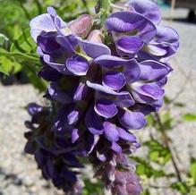 Wisteria frutescens 'Amethyst Falls'