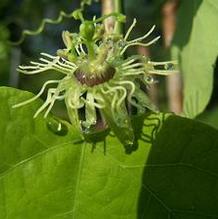 Passiflora lutea