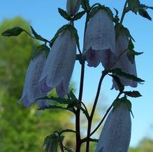 Campanula kinokawamae