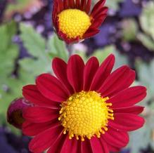 Chrysanthemum 'Firechief' Chrysanthemum 'Firechief'