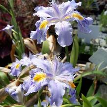 Iris japonica 'Eco Easter' Iris japonica 'Eco Easter'