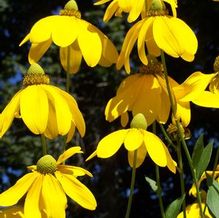 Rudbeckia nitida 'Herbstsonne' Rudbeckia nitida 'Herbstsonne'