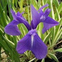Iris laevigata 'Variegata' Iris laevigata 'Variegata'