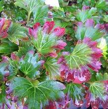 Mukdenia rossii 'Crimson Fans' Mukdenia rossii 'Crimson Fans'