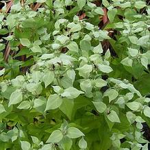 Pycnanthemum muticum Pycnanthemum muticum