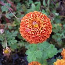 Chrysanthemum 'Tuscan Sun' Chrysanthemum 'Tuscan Sun'