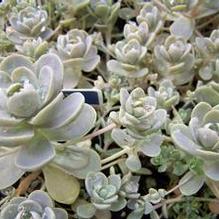 Orostachys furusei Orostachys furusei