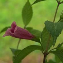 Chelonopsis yagiharana (syn. moschata) Chelonopsis yagiharana (syn. moschata)