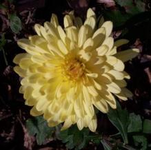 Chrysanthemum ''hardy yellow cushion'' Chrysanthemum ''hardy yellow cushion''