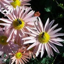 Chrysanthemum 'Hillside Sheffield Pink' Chrysanthemum 'Hillside Sheffield Pink'