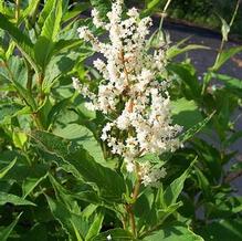 Persicaria polymorpha