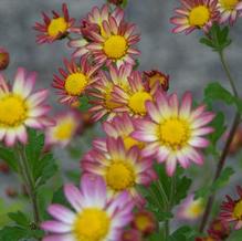 Chrysanthemum 'Will's Wonderful' Chrysanthemum 'Will's Wonderful'