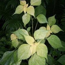 Boehmeria nipononivea 'Kogane Mushi' Boehmeria nipononivea 'Kogane Mushi'