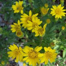 Chrysopsis (syn. Heterotheca) mariana Chrysopsis (syn. Heterotheca) mariana