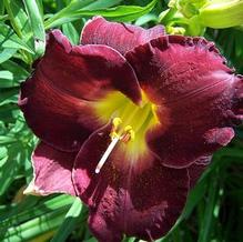Hemerocallis 'Blackjack Cherry' Hemerocallis 'Blackjack Cherry'