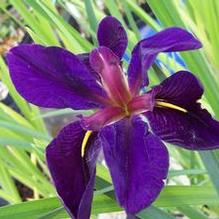 Iris x louisiana 'Black Gamecock' Iris x louisiana 'Black Gamecock'