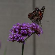 Verbena bonariensis Verbena bonariensis
