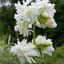 Saponaria officinalis 'Betty Arnold'