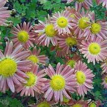 Chrysanthemum 'Terracotta' Chrysanthemum 'Terracotta'