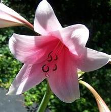 Crinum x 'Summer Glow' Crinum x 'Summer Glow'