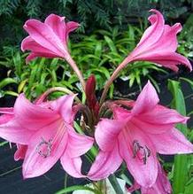 Crinum x 'Super Ellen' Crinum x 'Super Ellen'