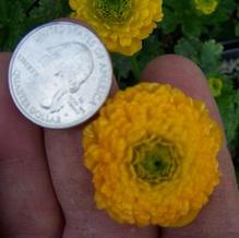 Ranunculus constantinopolitanus 'Plenus' Ranunculus constantinopolitanus 'Plenus'