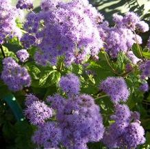 Conoclinium coelestinum Conoclinium coelestinum