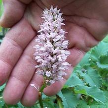 Persicaria bistorta 'Hohe Tatra' Persicaria bistorta 'Hohe Tatra'