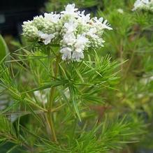 Pycnanthemum tenuifolium 'Campbell Carpet' Pycnanthemum tenuifolium 'Campbell Carpet'